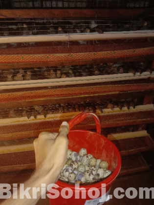 কোয়েল পাখির ডিম